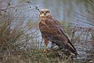 Saz delicesi / Circus aeruginosus / Western marsh-harrier 